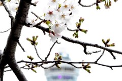 7609e9c8528c1ece3741f65382e9cf5b