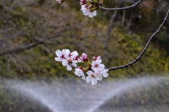 f3039e0b0817c0de64ea23c7528cea15